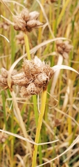 Bolboschoenus maritimus