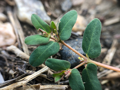 Euphorbia glyptosperma