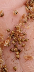 Bolboschoenus maritimus