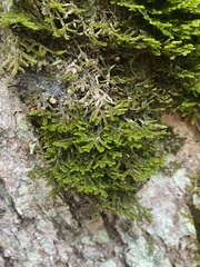 Porella platyphylla