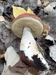Leccinum albostipitatum