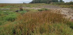Bolboschoenus maritimus