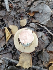 Leccinum albostipitatum
