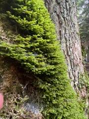 Porella platyphylla