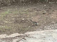 Sylvilagus nuttallii