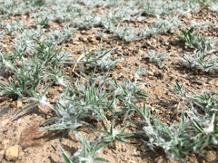 Munroa squarrosa