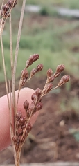 Juncus gerardi