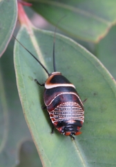 Ellipsidion australe