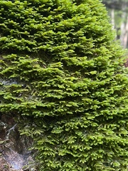 Porella platyphylla