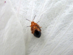 Nisotra bicolorata