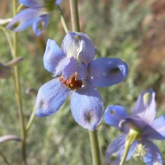 Delphinium parishii