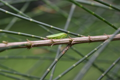 Gyponini