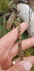 Triglochin maritima