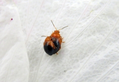 Nisotra bicolorata