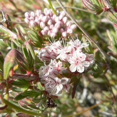 Eriogonum fasciculatum