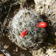 Mammillaria tetrancistra