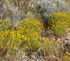 Thymophylla pentachaeta