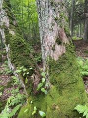 Porella platyphylla