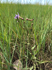 Lactuca pulchella