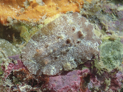 Sclerodoris tuberculata