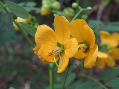 Senna acclinis