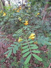 Senna acclinis