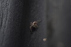Mexigonus
