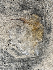 Chrysaora fuscescens