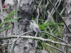 Lampornis clemenciae