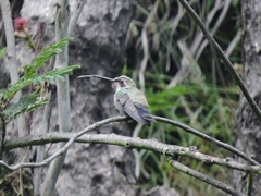 Lampornis clemenciae