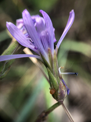 Lactuca pulchella