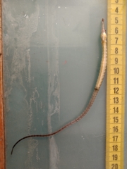 Syngnathus abaster