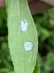 Botryosphaeria dothidea