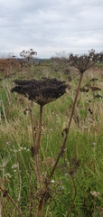 Angelica lucida