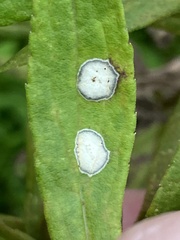 Botryosphaeria dothidea