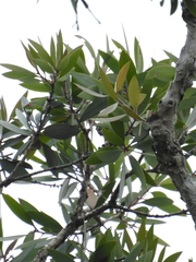 Melaleuca viridiflora