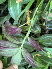 Tradescantia zebrina