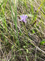 Lactuca pulchella