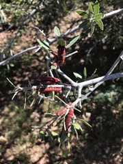 Anisota oslari