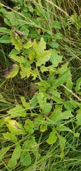 Angelica lucida