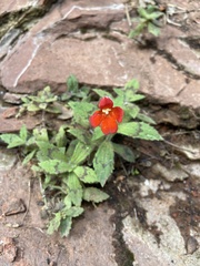 Erythranthe verbenacea