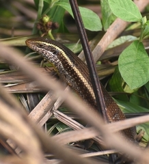 Eutropis carinata
