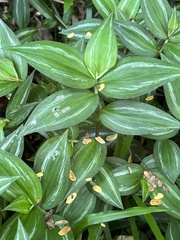 Tradescantia zebrina