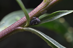 Enchenopa quadricolor