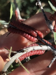 Anisota oslari