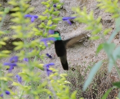 Eugenes fulgens