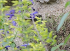 Eugenes fulgens