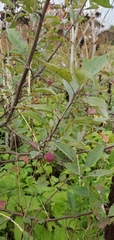 Malus fusca