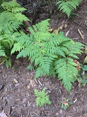 Pteridium pinetorum