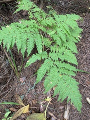 Pteridium pinetorum